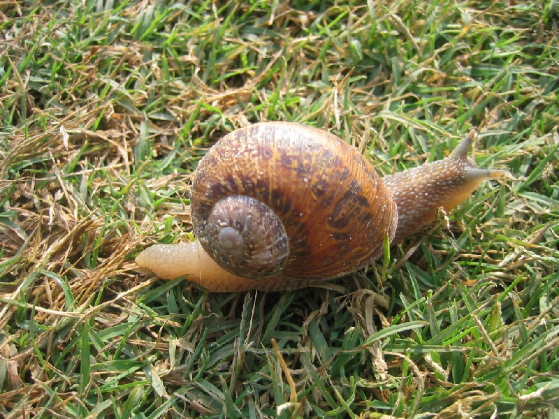 Cornu aspersum (Linnaeus,1758)